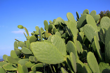 chumbera nopal cactus plant blue sky © lunamarina