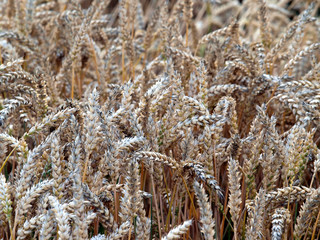 Fototapeta premium Felder