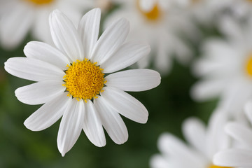 Fototapeta premium Margeriten