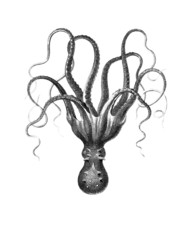 Poulpe © Erica Guilane-Nachez