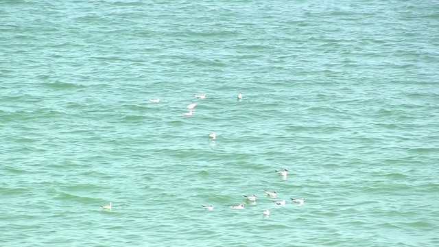 чайки плавают на волнах