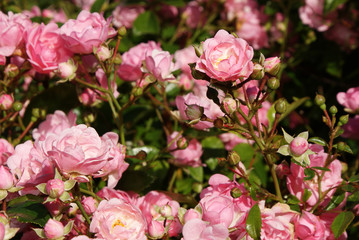 Pink rose bush