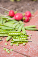 biogarten