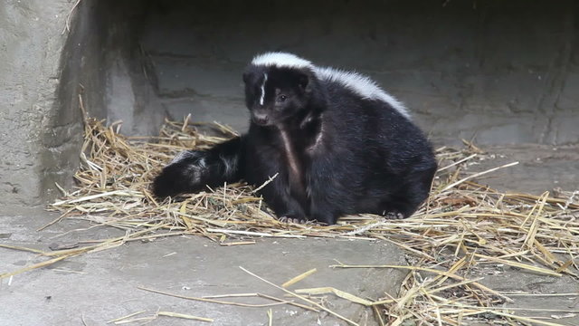 Skunk in a zoo, hd