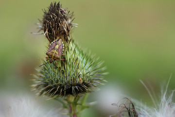 Dolycoris baccarum on a thistle
