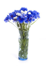 blue cornflowers