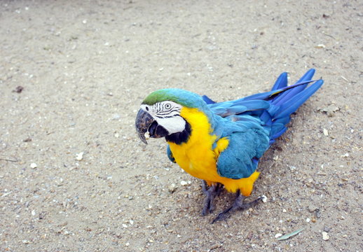 perroquet jaune et bleu