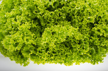 Obraz premium Salat Lollo Bionda