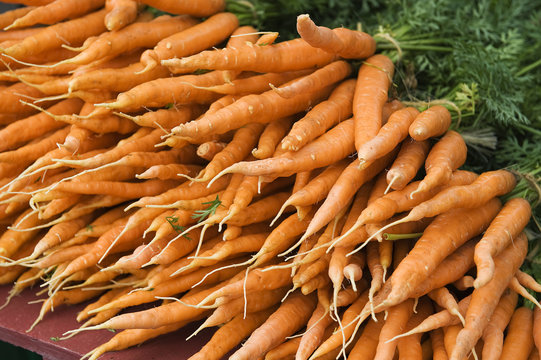 farm fresh carrots on the market