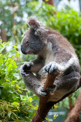 Australian Koala