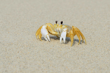 Ghost crab on the beach