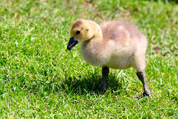 Gosling