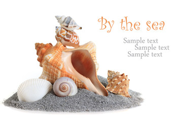 Isolated conch sea shell stack on sand.