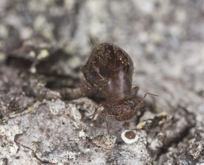 Stock Photo: Springtail (Collembola) sitting on wood