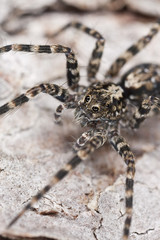 Wolf spider sitting on wood, extreme close up