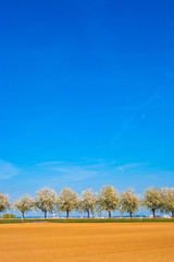 Obraz premium beautiful blooming trees in alley with field