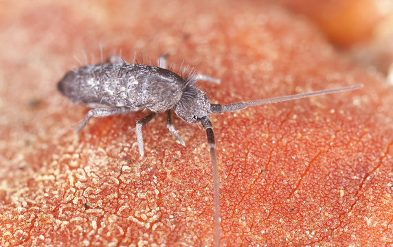 Stock Photo: Springtail (Collembola) Sitting On Wood