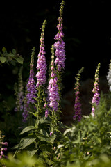 Foxgloves © nonpcplod