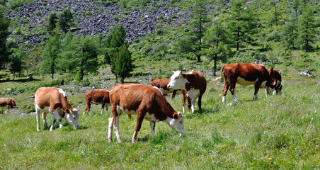 Fototapeta na wymiar Cattle grazing on a high