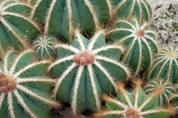 Fototapeta premium Eriocactus magnificus