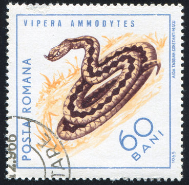 Sand viper