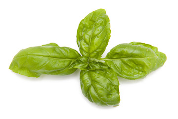 Basil