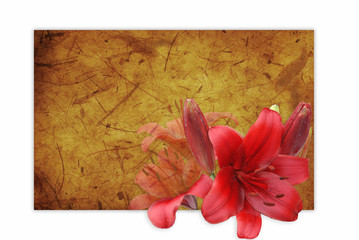 red lily on grunge background