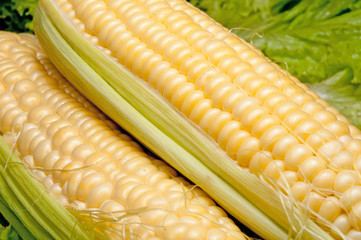 Corncobs