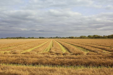 ripening canola