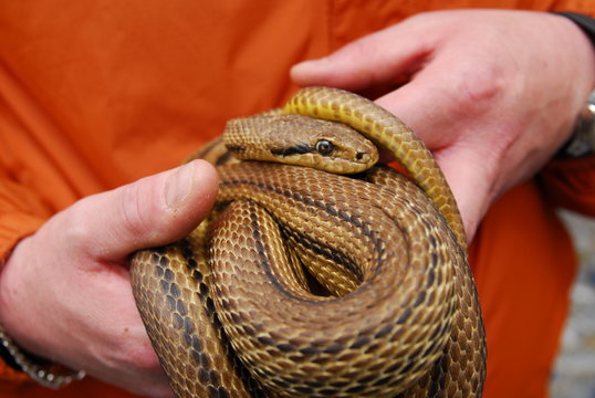 Serpenti di Cocullo