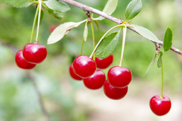 Red and sweet cherries on a branch