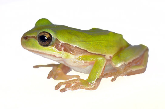 Frog amphibian