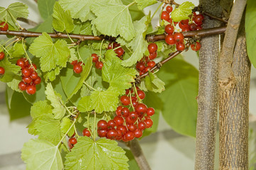 branch red currant