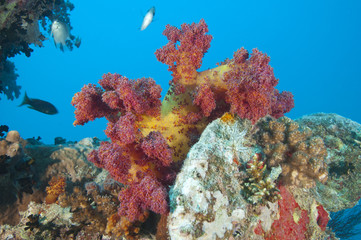 Beautiful soft coral on a shipwreck