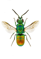 Fototapeta premium Chrysis taczanovskii