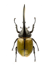 Dynastes hercules