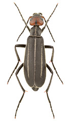 Epicauta erythrocephala