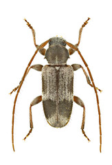 Exocentrus lusitanus