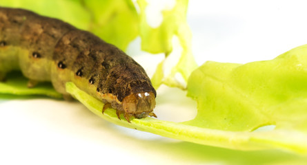 caterpillar on cabbage leaves