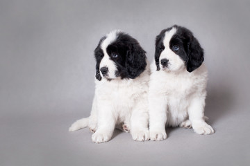 Two little Landseer puppies portrait