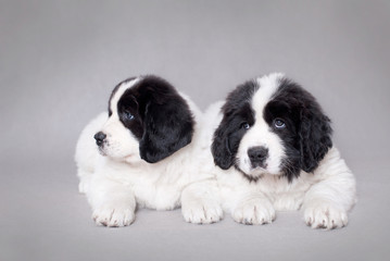Naklejka na ściany i meble Two little Landseer puppies portrait