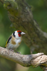 Goldfinch