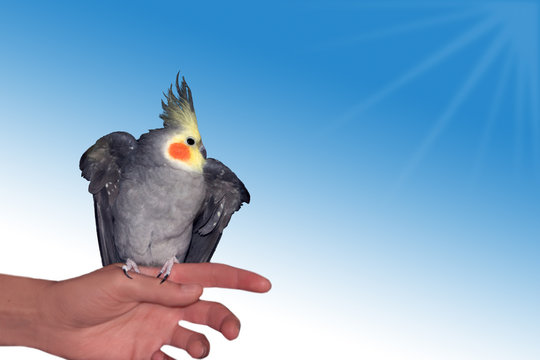 Si vola