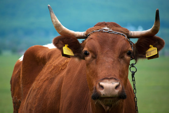 Bron cow on a pasture