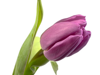 Tulipan (Amana Honda). Izolowany na białym tle.