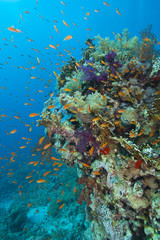 Fototapeta na wymiar Tropikalna rafa koralowa