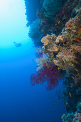 Naklejka na ściany i meble Scuba diver zwiedzania tropikalnej rafie koralowej