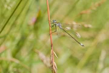 Emerald Damselfly ( Lestes sponsa )