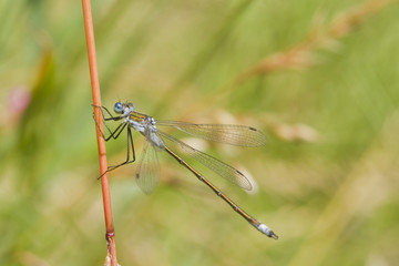 Emerald Damselfly ( Lestes sponsa )