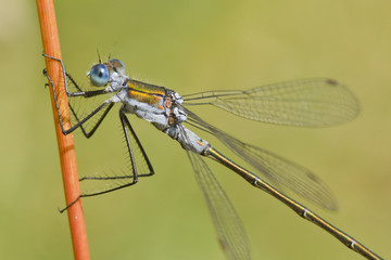 Emerald Damselfly ( Lestes sponsa )